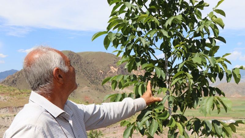 Erzurumlu girişimci, atıl topraklara 16 bin ceviz fidanı dikti
