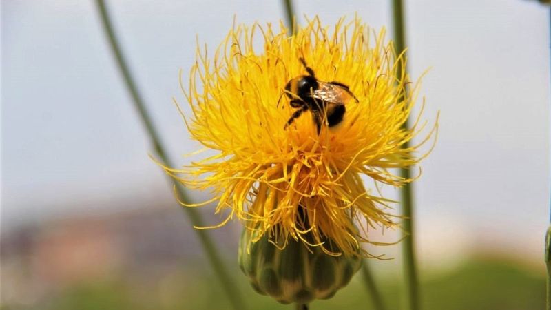 Bu bitkiyi koparmanın cezası: 109 bin TL