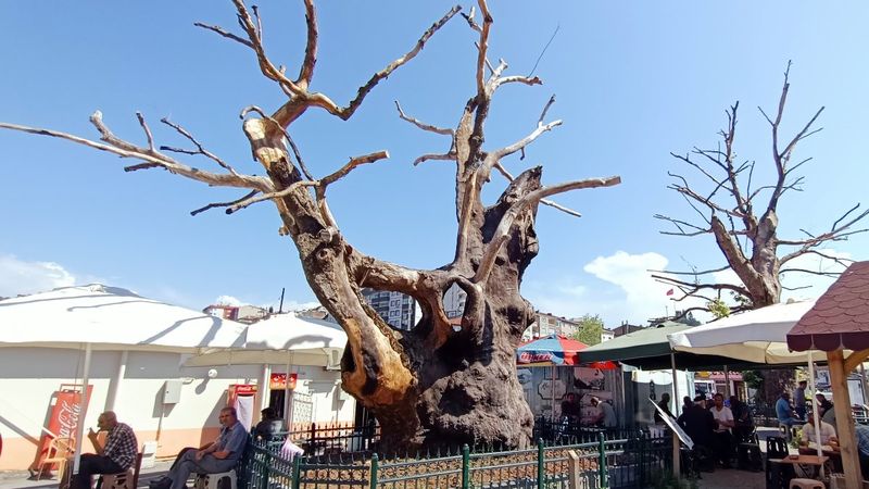 Zonguldak'taki tarihi çınar 570 yıl sonra kurudu
