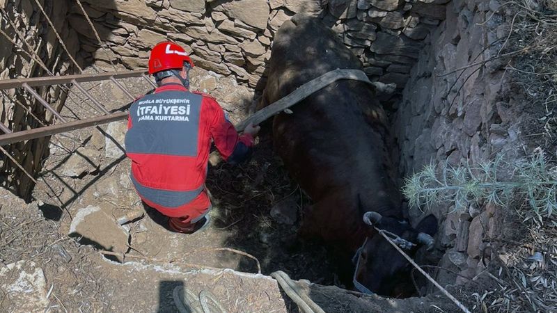 Muğla'da foseptik çukuruna düşen inek kurtarıldı