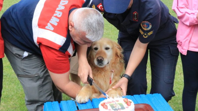 Jandarmanın arama kurtarma köpeği 'Bulut' emekliye ayrıldı