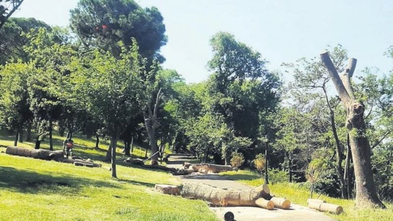 İBB, Emirgan Korusu'nda ağaç katliamı yaptı