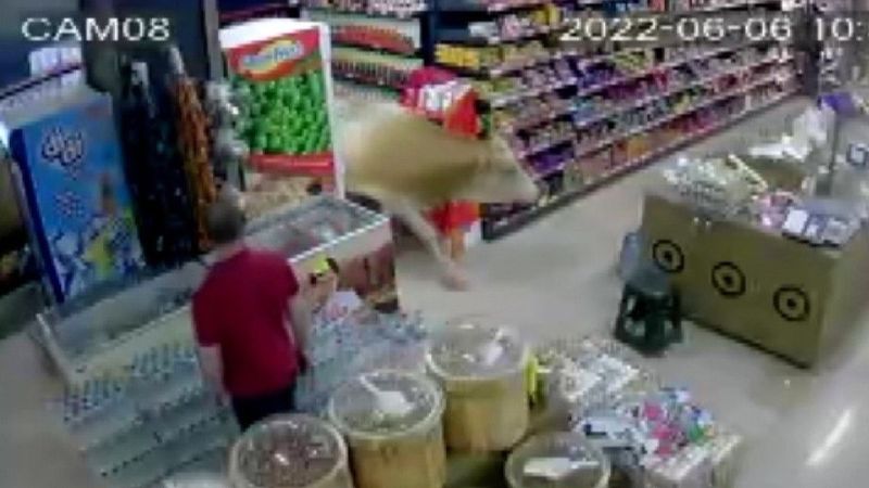 Bayburt'ta kaçan kurbanlık inekler, markete girdi