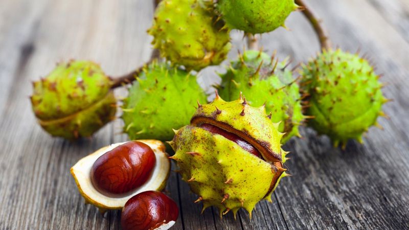 Kan dolaşımını iyileştiren 5 bitki