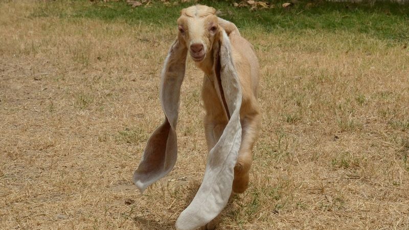 Dünyanın en uzun kulaklı keçisi Simba