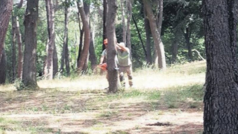 Emirgan Korusu'ndaki ağaç katliamına para cezası verildi
