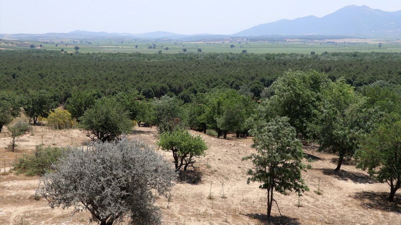 Dizilere sahne olan Sazoba'nın çölü orman oldu
