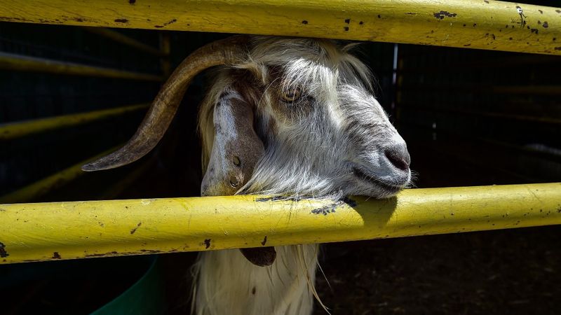 İstanbul'da kurbanlık alanlar kurulmaya başladı