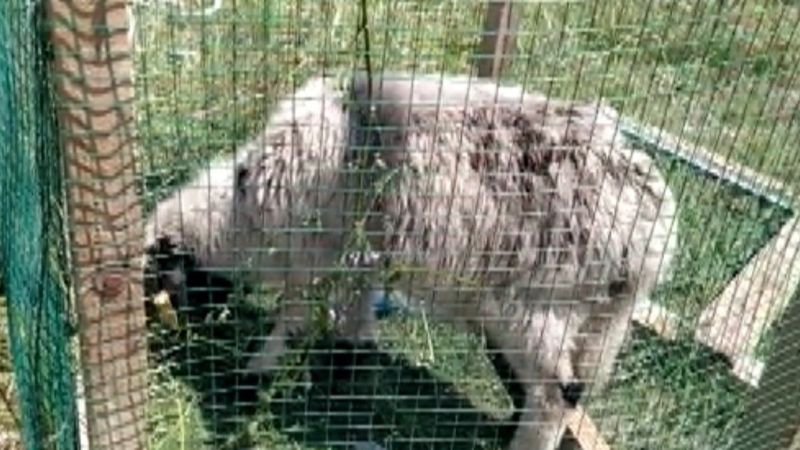Konya'da definecilerin kazdığı kuyuya düşen kuzu kurtarıldı