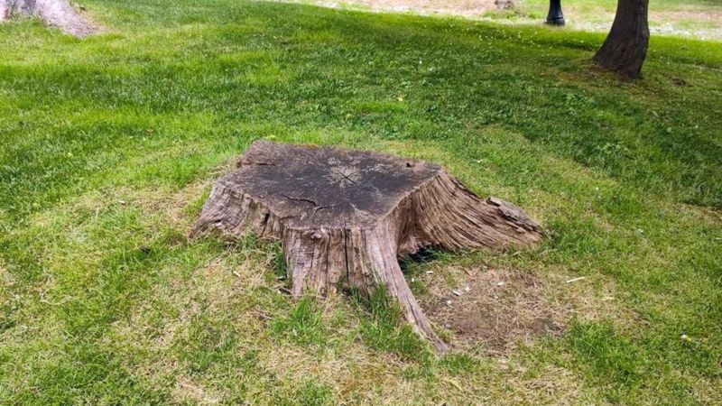 İBB'nin Emirgan'da kestiği ağaçlardan geriye bu görüntüler kaldı