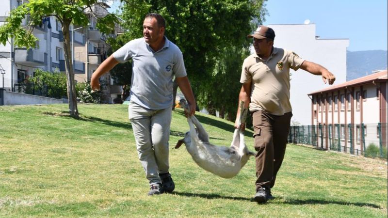 Aydın'da başıboş keçiler toplandı