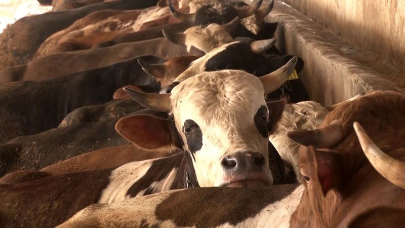 Kurbanlık alacak vatandaşlara uyarı: Elinizi çabuk tutun