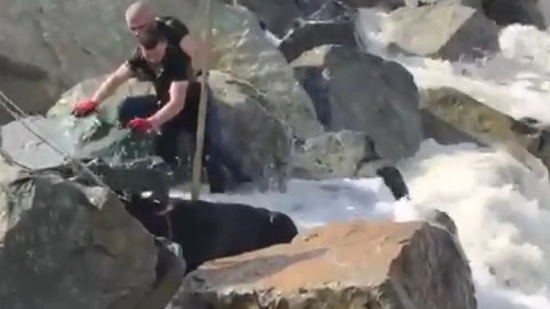 Rize'de kurbanlık boğa denize düştü, vinçle kurtarıldı