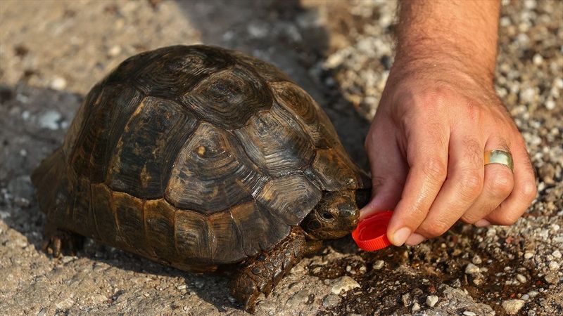 Marmaris'teki yangından kaçan kaplumbağaya hayvanseverler yardım etti