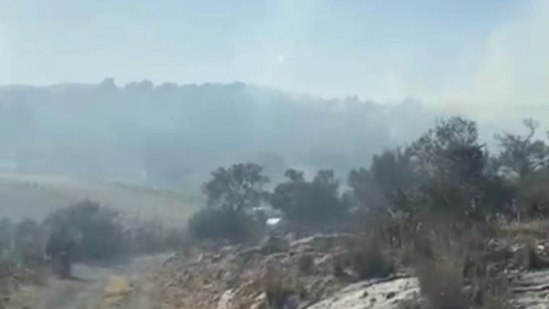 Muğla'da 50 dönüm zeytinlik alan yangında zarar gördü