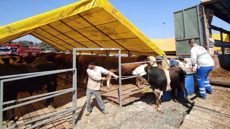 İstanbul'da kurbanlık pazarlıkları başladı