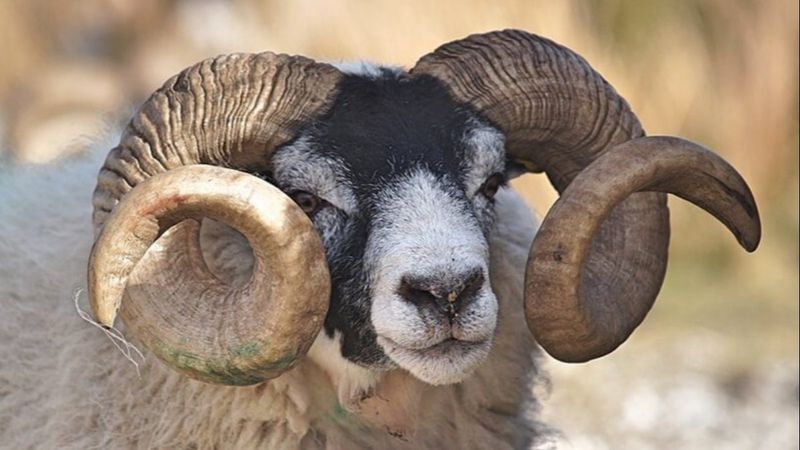 Denizli’de koçun boynuz darbesiyle yaralanan çoban öldü