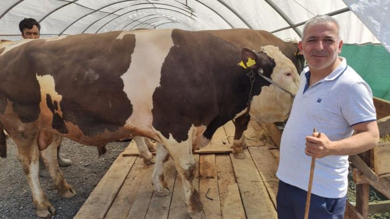 Kurban pazarının gözdeleri yarışmaya hazırlanıyor