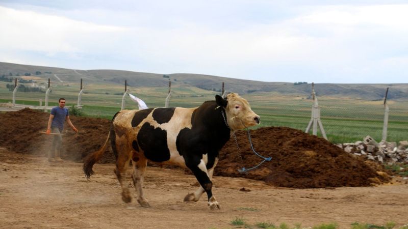 Sivas'ta 1 ton 220 kilogram olan tosun, 72 bin 500 liraya satıldı