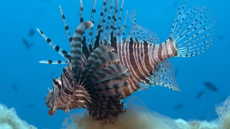 Aslan balığı, dalgıçların kadrajına girdi