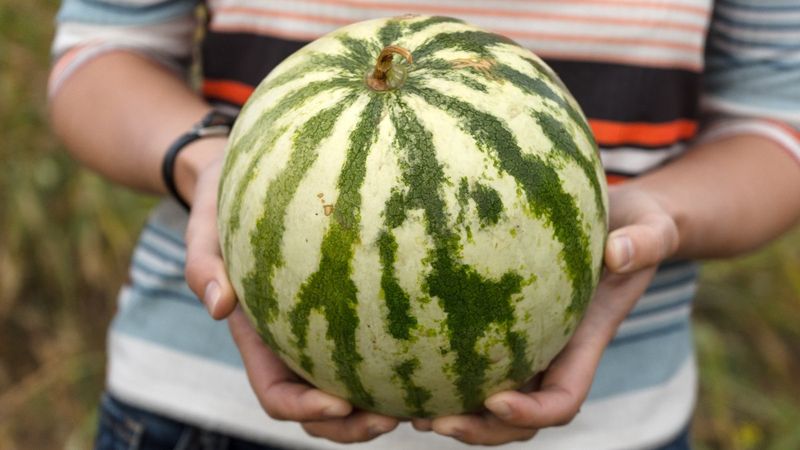 En iyi karpuz nasıl seçilir? 5 kolay adımda karpuzun iyisini bulabilirsiniz