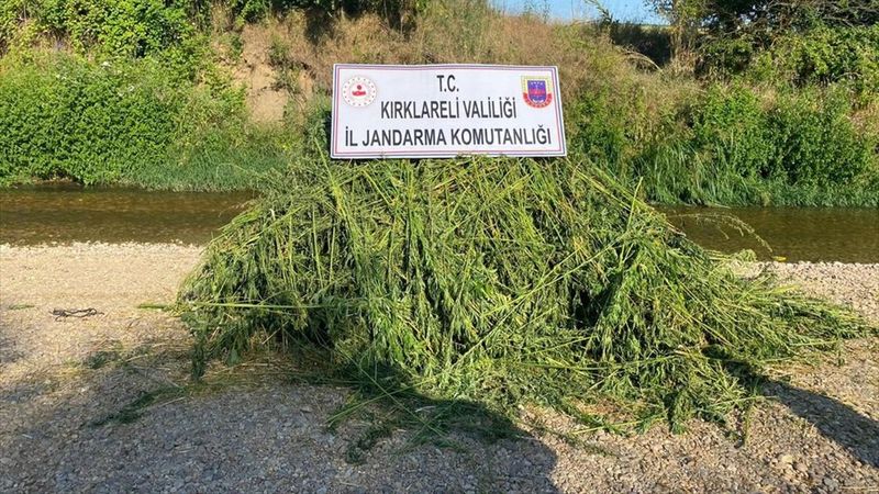 Kırklareli'de tarlada 85 bin kök Hint keneviri ele geçirildi