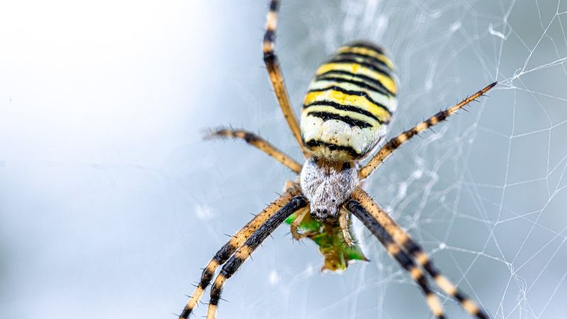 Asla geri dönmeyecekler! Örümcekleri evden uzaklaştırmak için 5 doğal yöntem