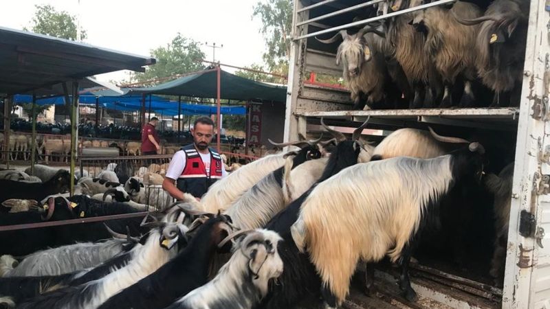 Antalya'ya giden hayvancı, dolandırıcıların tuzağına düştü