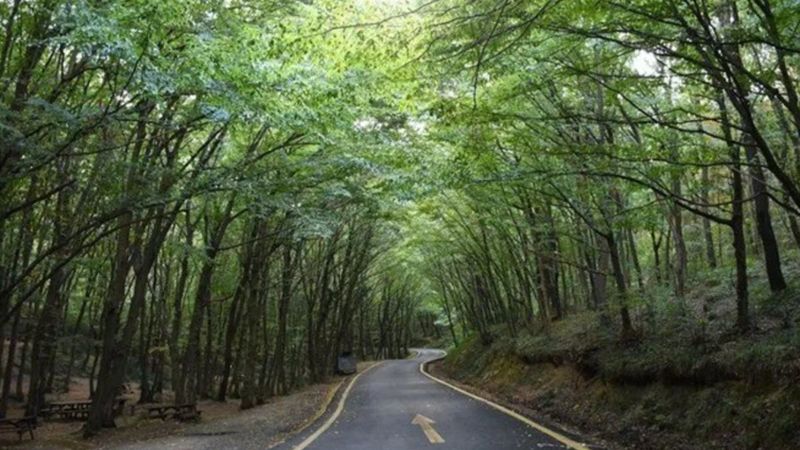 İstanbul'da ormanlara giriş yasaklandı