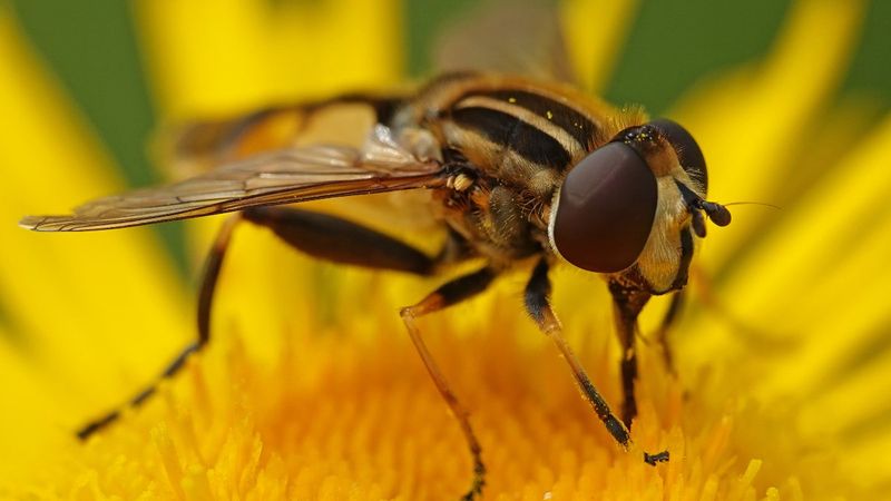Kimyasallara gerek yok! Sivrisinekleri ve böcekleri uzak tutan 7 süper bitki...