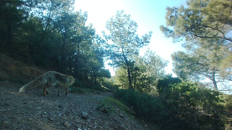 Karaburun'da biyoçeşitlilik çalışmaları sürüyor