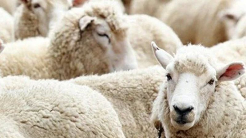 Kurban Bayramı tatili kaç gün? Özel sektör kaç gün izin yapacak?