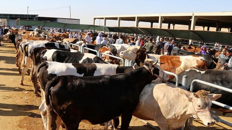 Kurban etlerinin taşınması ve muhafazası anlatıldı
