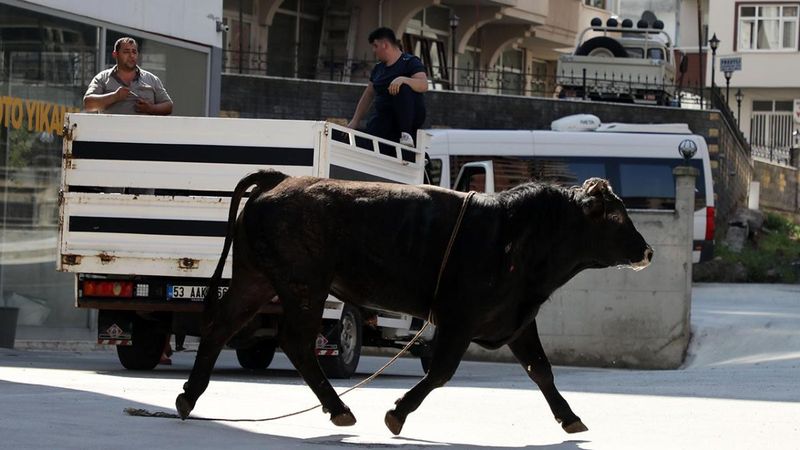 Rize'de kaçarken sahibini yaralayan boğa dere yatağında kesildi