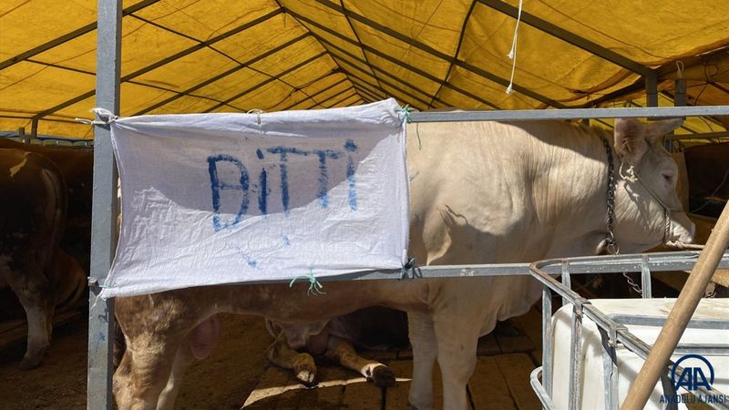 İstanbul'daki kurbanlıkların büyük çoğunluğu satıldı