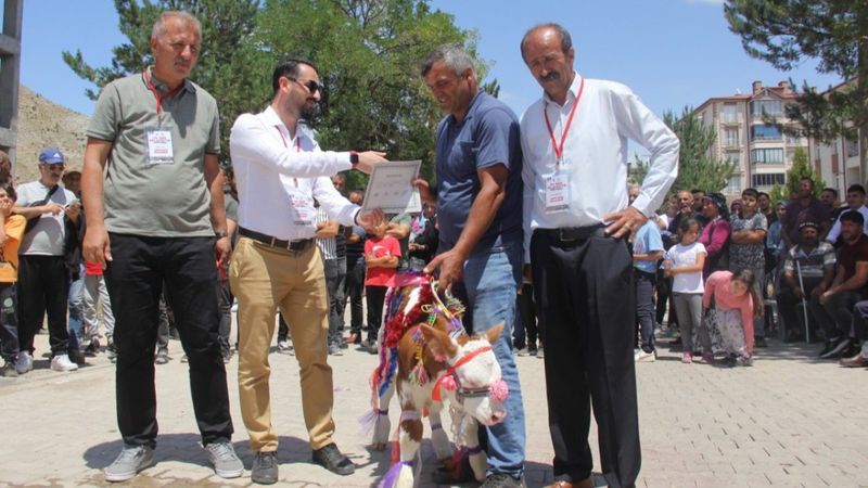 Sivas'ta buzağılar podyuma çıktı