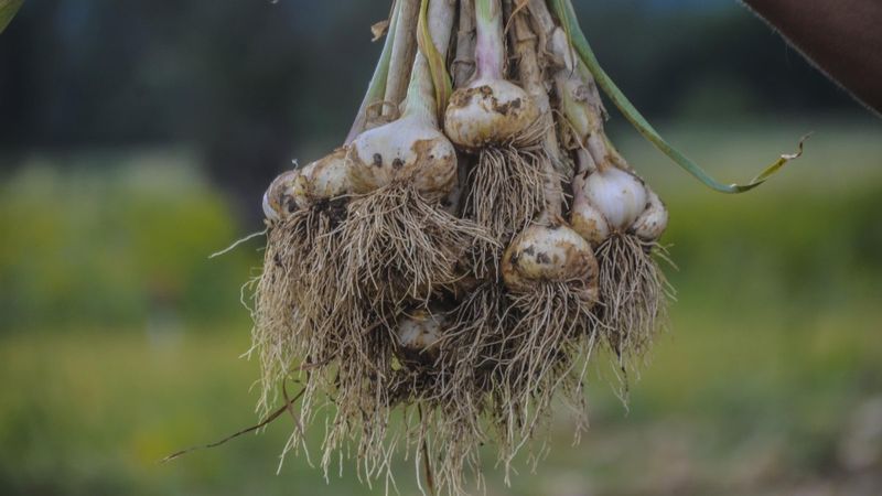 Kastamonu'da Taşköprü sarımsağının hasadına başlandı