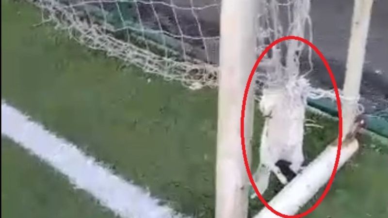 Diyarbakır'da halı saha filesinde ölü kedi bulundu