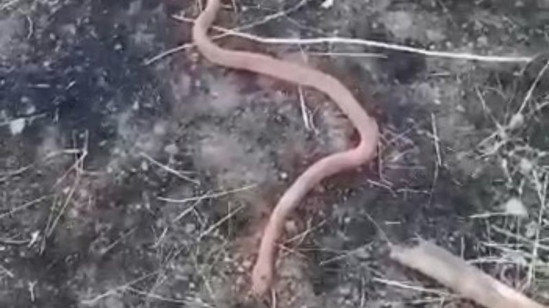 Elazığ'da yılan gören köylülerin gülümseten diyaloğu