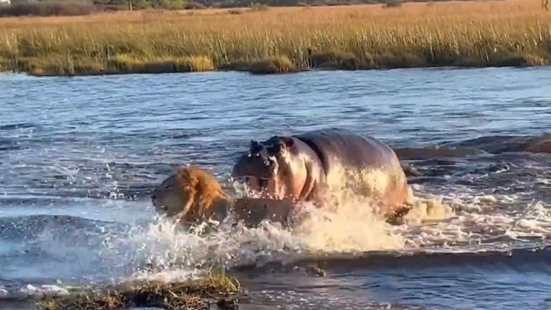 Dev su aygırı, nehri geçen erkek aslanlara saldırdı