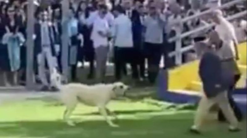 İzmir'de üniversite mezuniyetinde başıboş köpek saldırısı