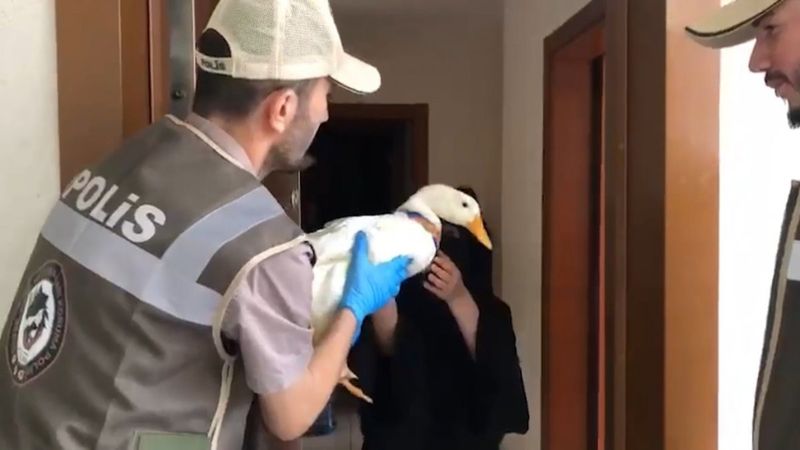 Başakşehir'de gölete bırakılmak istenen ördekler koruma altına alındı