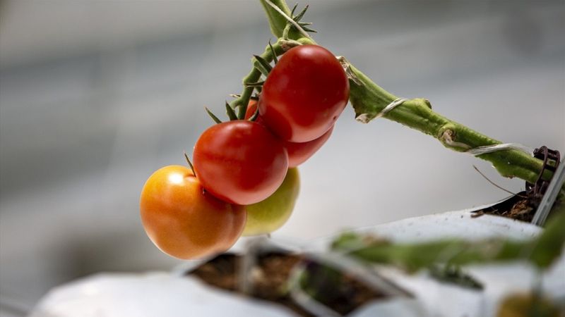 Erzurum'da jeotermal kaynakla üretilen domatesin hasadına başlandı