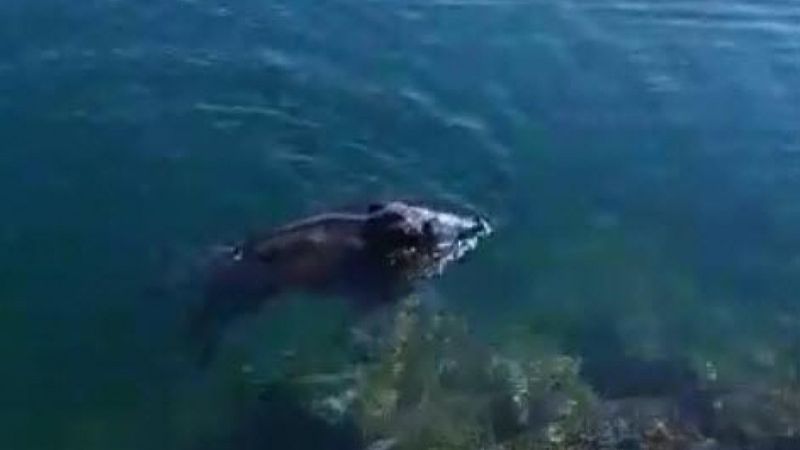 Muğla'da denize giren yaban domuzu kamerada