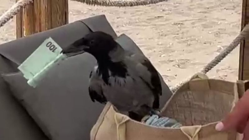 Antalya’da karganın çantadan euro hırsızlığı gülümsetti