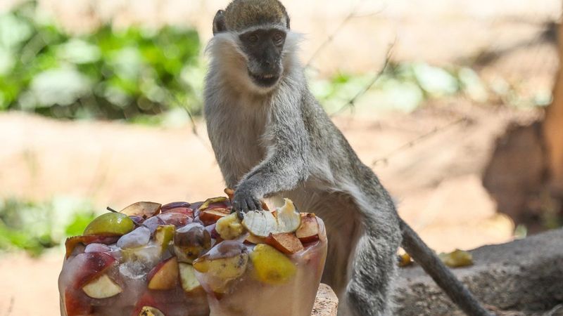 Antalya'da aşırı sıcaklar nedeniyle hayvanlara buzlu meyve verildi