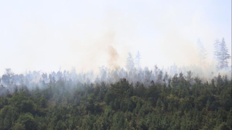 Sakarya'da ormanlık alanda yangın çıktı