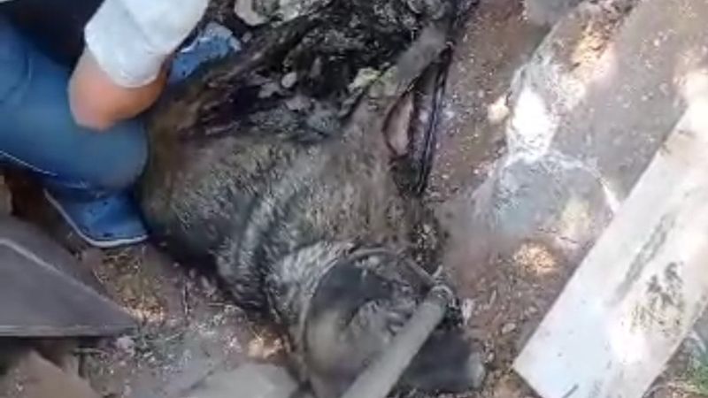 Bursa'da zifte yapışan 3 köpek yavrusu öldü