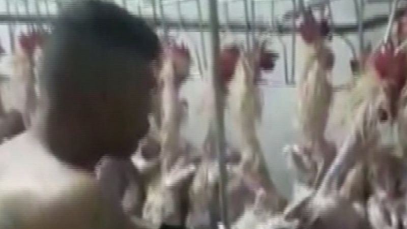 Adana'da mezbahada üstleri çıplak kişiler, sigara içip tavuk kesti