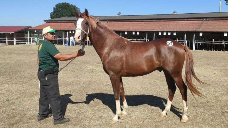 TİGEM'in 56 safkan tayı 9 milyon 939 bin liraya satıldı